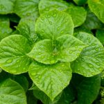 Rainwater Harvesting