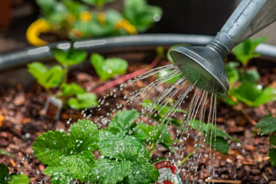 Simple water conservation at home with efficient fixtures and outdoor watering habits